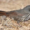 Fox Sparrow